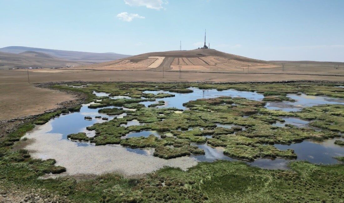 Kars’ta kuraklığın vurduğu Çalı Gölü’nü kuşlar terk etti. Kuş seslerinin