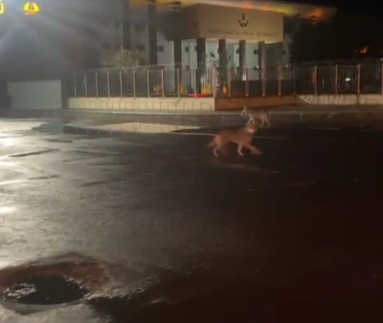 Kars’ta şehrin ortasında dolaşan 2 kurt görenleri hayrete düşürdü. Kurtların