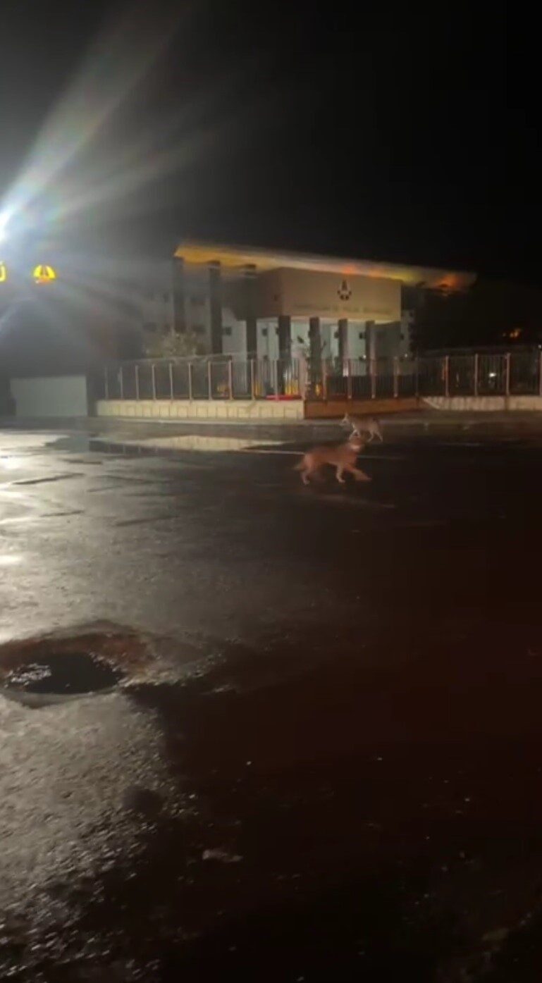 Kars’ta şehrin ortasında dolaşan 2 kurt görenleri hayrete düşürdü. Kurtların