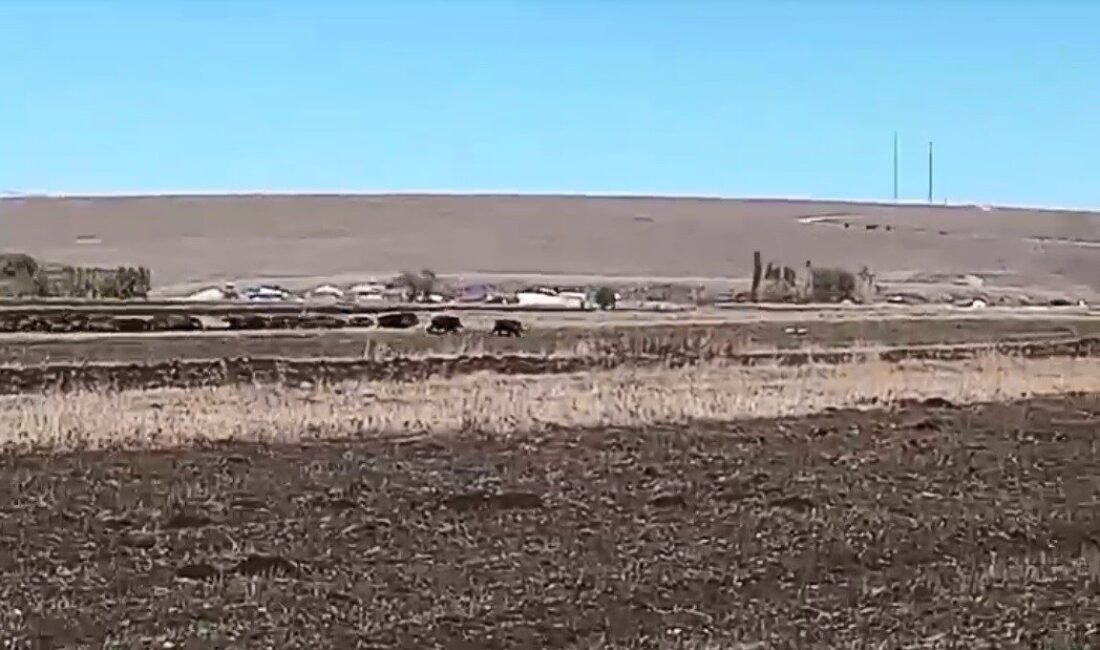 Kars’ta mısır tarlaları yaban domuzlarının istilasına uğradı. Sürüler halinde mısır