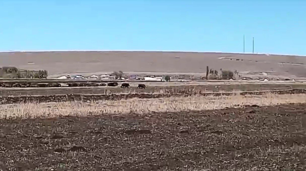 Kars’ta mısır tarlaları yaban domuzlarının istilasına uğradı. Sürüler halinde mısır