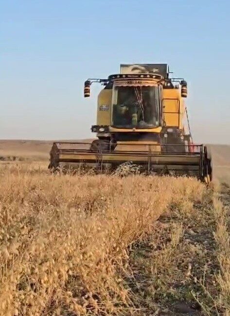 Kars’ta nohut hasadı başladı. Baharda ekimi gerçekleştirilen nohut, dekar başına