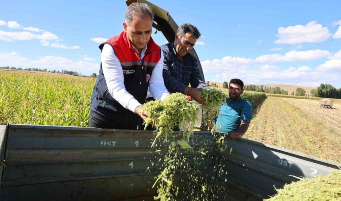 Kars’ta silajlık mısır hasadı yapıldı. Hasadı yapılan mısırda yüzde 75
