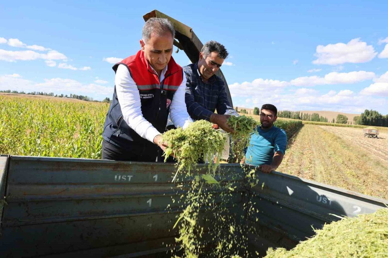 Kars’ta silajlık mısır hasadı yapıldı. Hasadı yapılan mısırda yüzde 75
