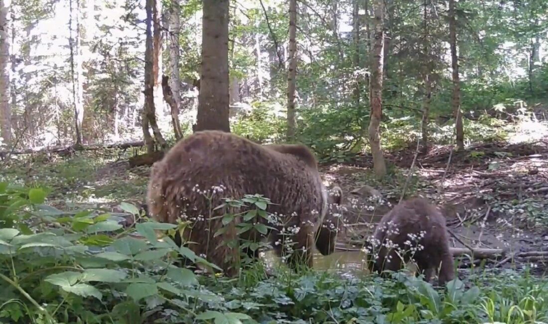 Kastamonu’da ormanlık alanda anne ayı ve yavrusu, su içerken fotokapana