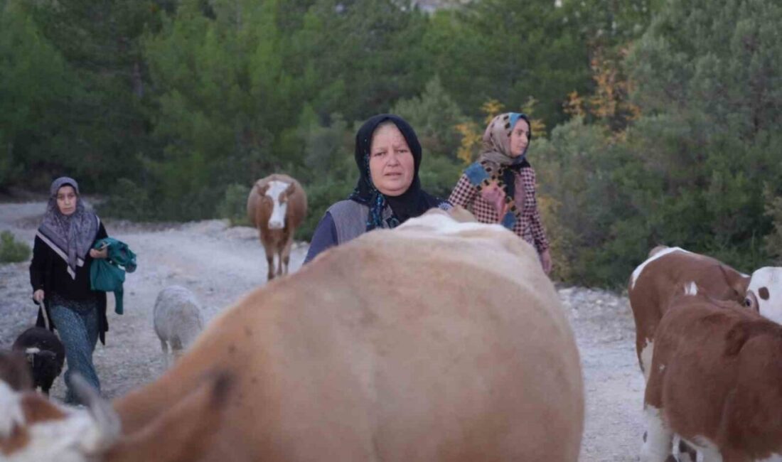 Kastamonu’nun Araç ilçesinde çıkan orman yangınları sebebiyle tahliye edilen 9
