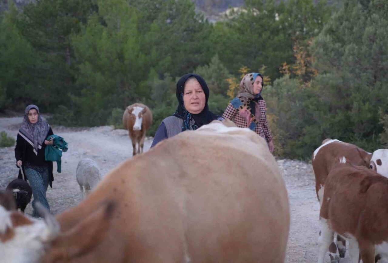 Kastamonu’nun Araç ilçesinde çıkan orman yangınları sebebiyle tahliye edilen 9