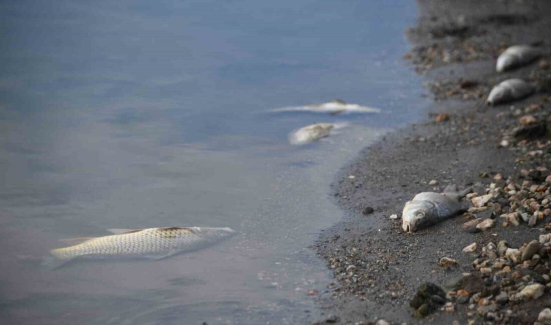 Kastamonu’da içme suyu ve sulama ihtiyacını karşılayan baraj gölünde, su