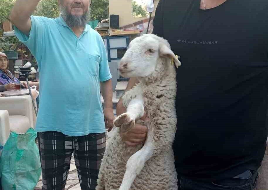 Eskişehir’de bir vatandaş, tesadüfen bulduğu kayıp kuzuyu 2 gün evinde