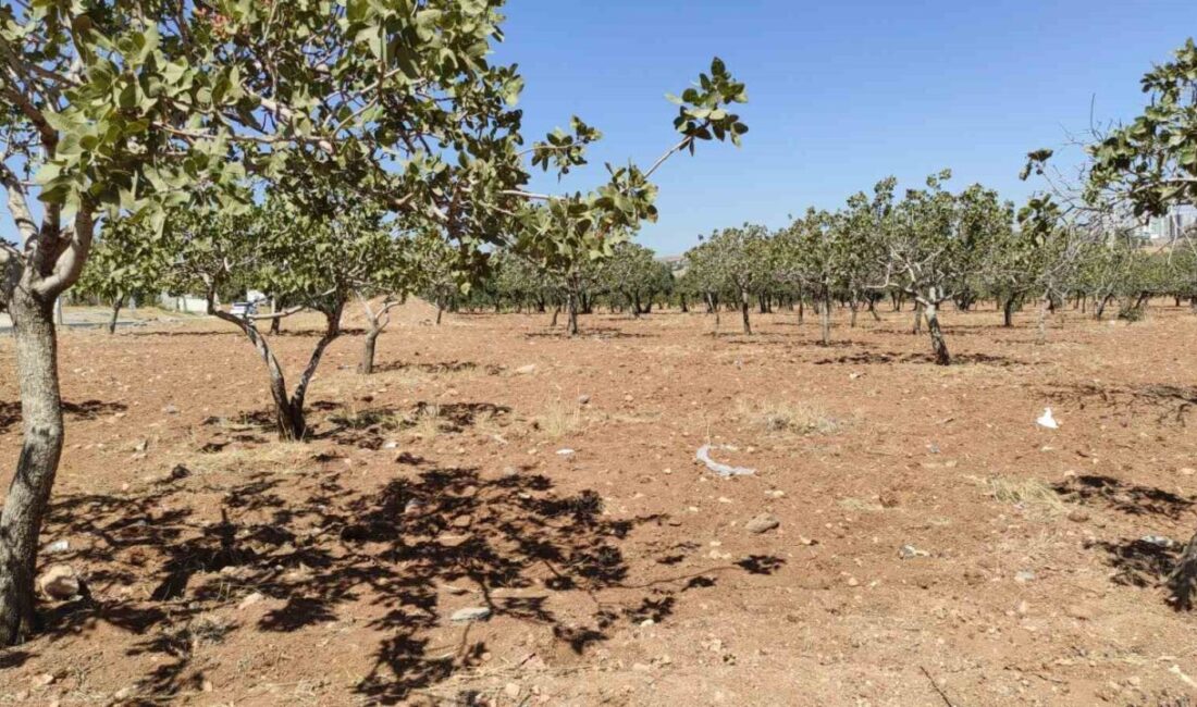 Şanlıurfa’da 3 gündür kendisinden haber alınamayan yaşlı kadın, fıstık bahçesinde