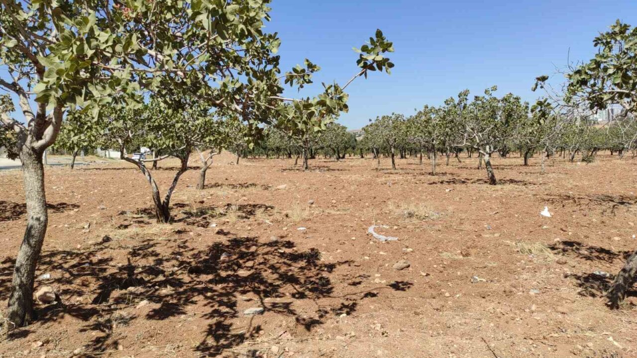 Şanlıurfa’da 3 gündür kendisinden haber alınamayan yaşlı kadın, fıstık bahçesinde