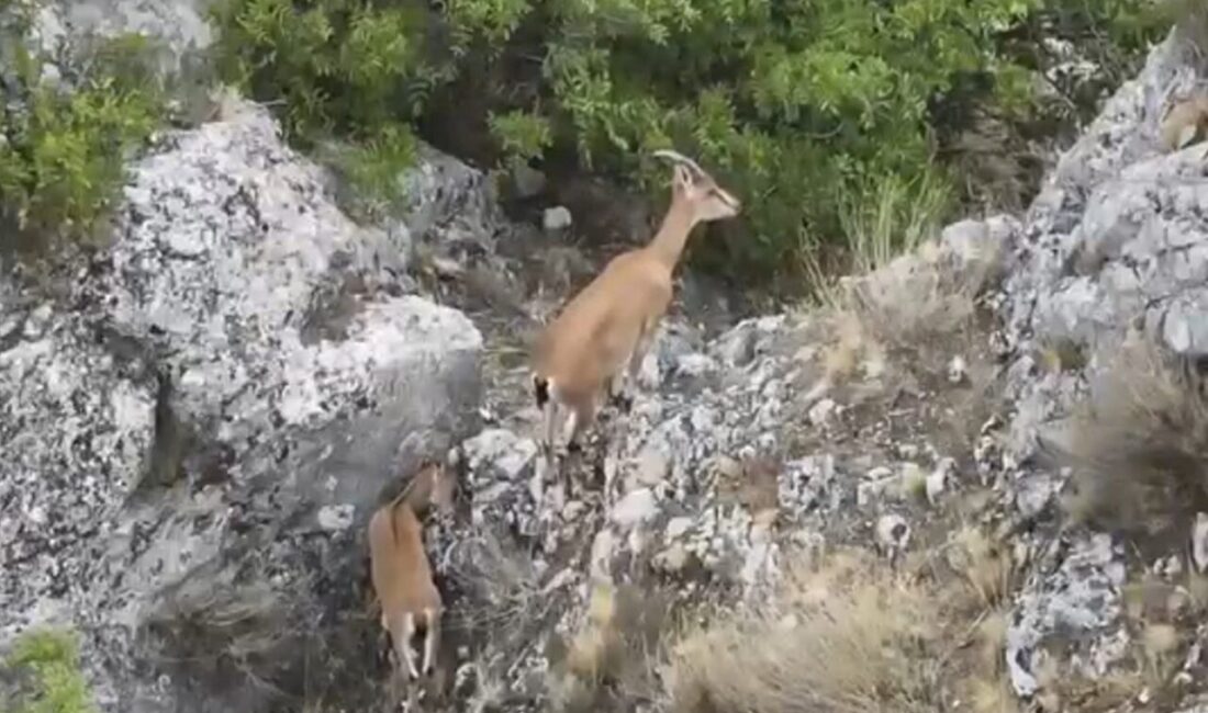Yozgat’ta Kazankaya Kanyonu’na 2024 yılı sonunda bırakılan yaban keçileri, yavrularıyla