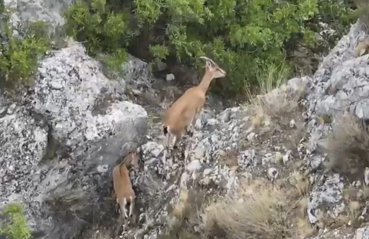 Yozgat’ta Kazankaya Kanyonu’na 2024 yılı sonunda bırakılan yaban keçileri, yavrularıyla