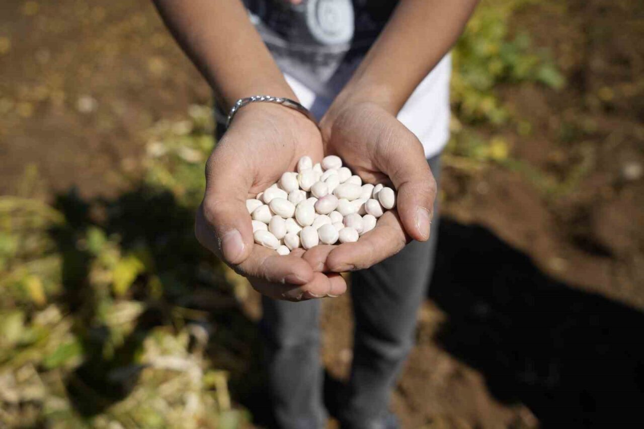 Gümüşhane’nin Kelkit ilçesi ve civarında yetişen coğrafi işaretli şeker fasulyesinin