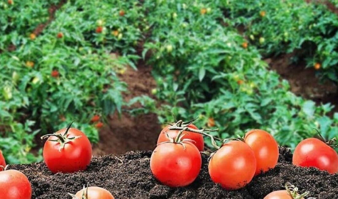 Endüstriyel yemek sektöründe maliyetleri kontrol altında tutmak her geçen gün