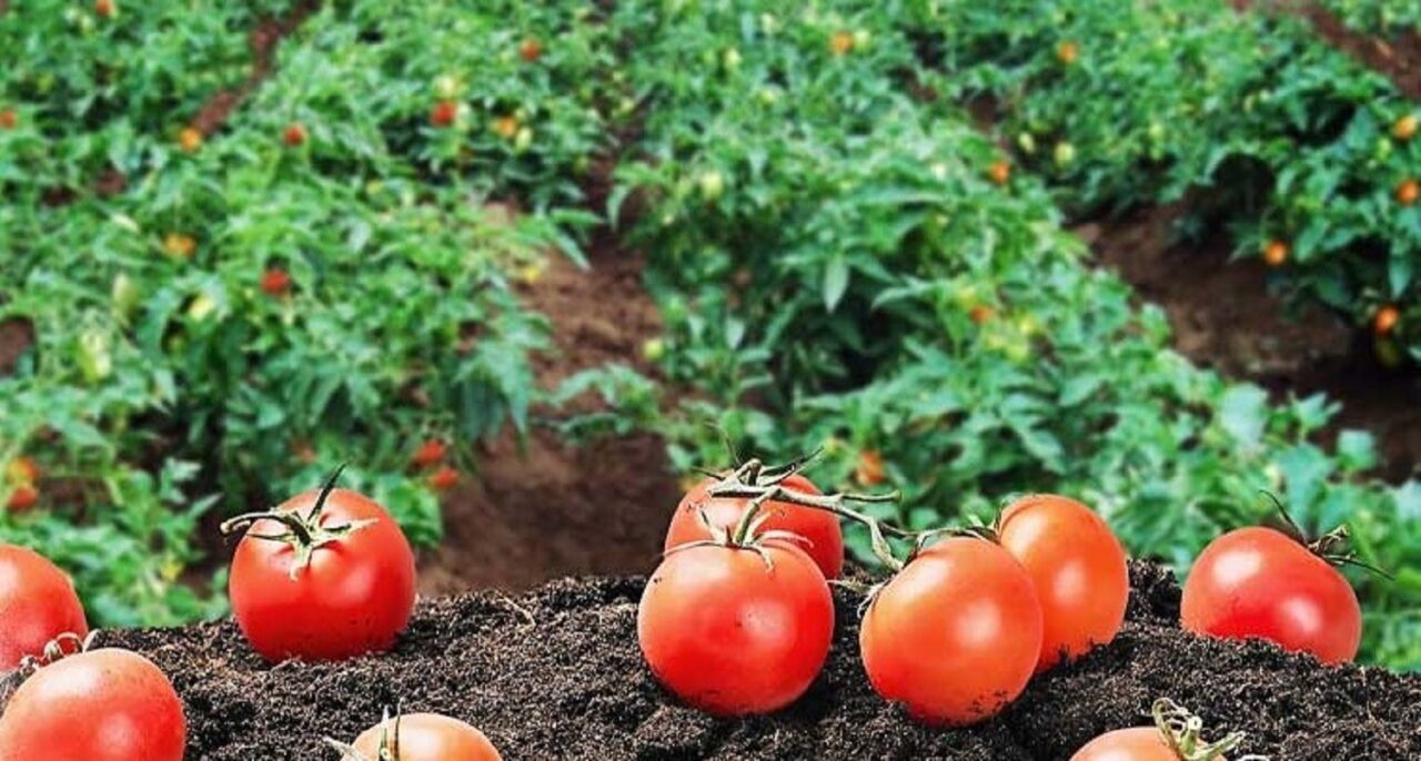 Endüstriyel yemek sektöründe maliyetleri kontrol altında tutmak her geçen gün