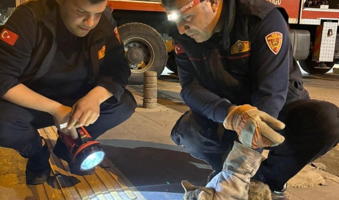 Kilis’te 3 gündür ağaçta mahsur kalan bir kedi, itfaiye ekiplerinin