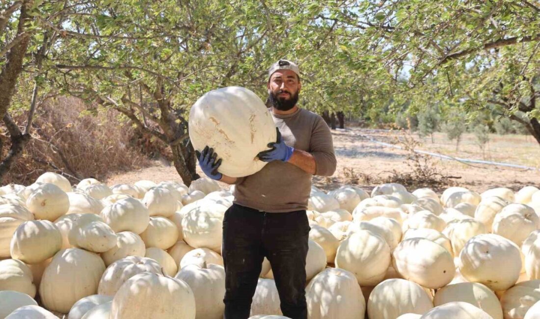 Hatay’ın coğrafi işaretli lezzetlerinden olan ve kilolarca ağırlığa ulaşan beyaz