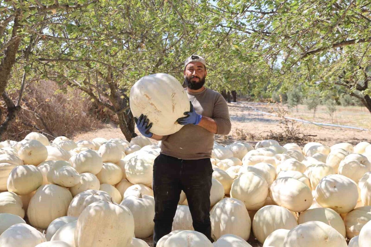 Hatay’ın coğrafi işaretli lezzetlerinden olan ve kilolarca ağırlığa ulaşan beyaz