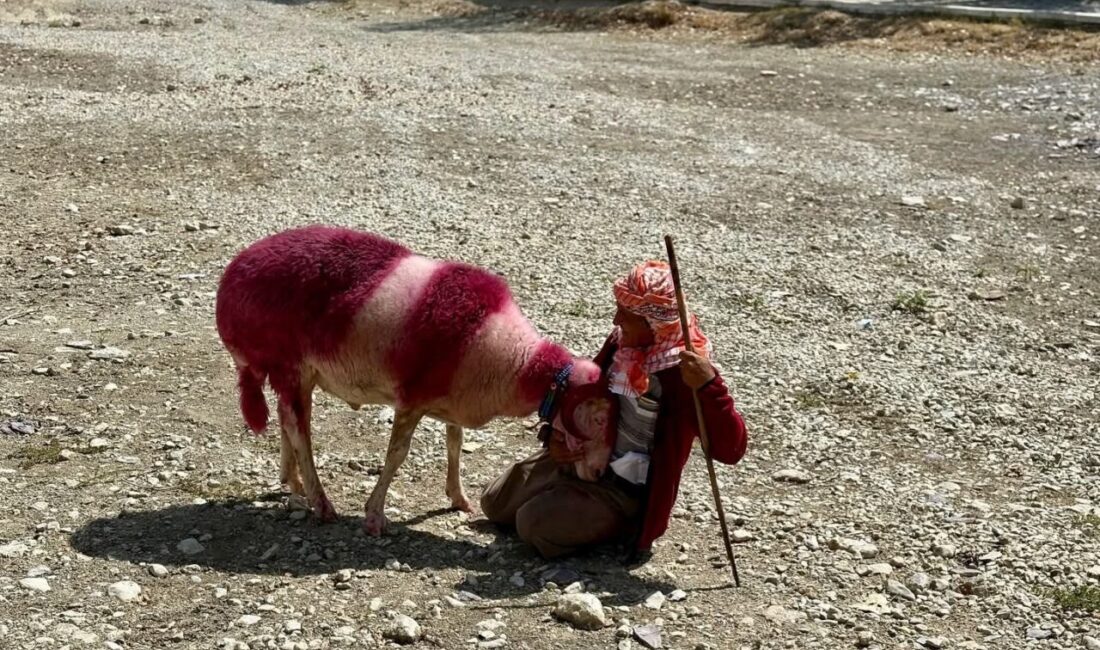 Denizli’de asırlık gelenek “Sudan Koyun Geçirme” geleneği, bu yıl tamamen