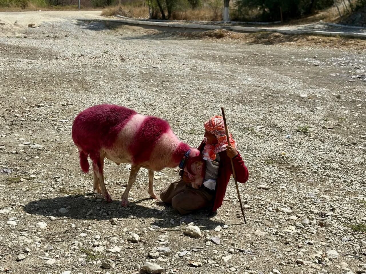 Denizli’de asırlık gelenek “Sudan Koyun Geçirme” geleneği, bu yıl tamamen