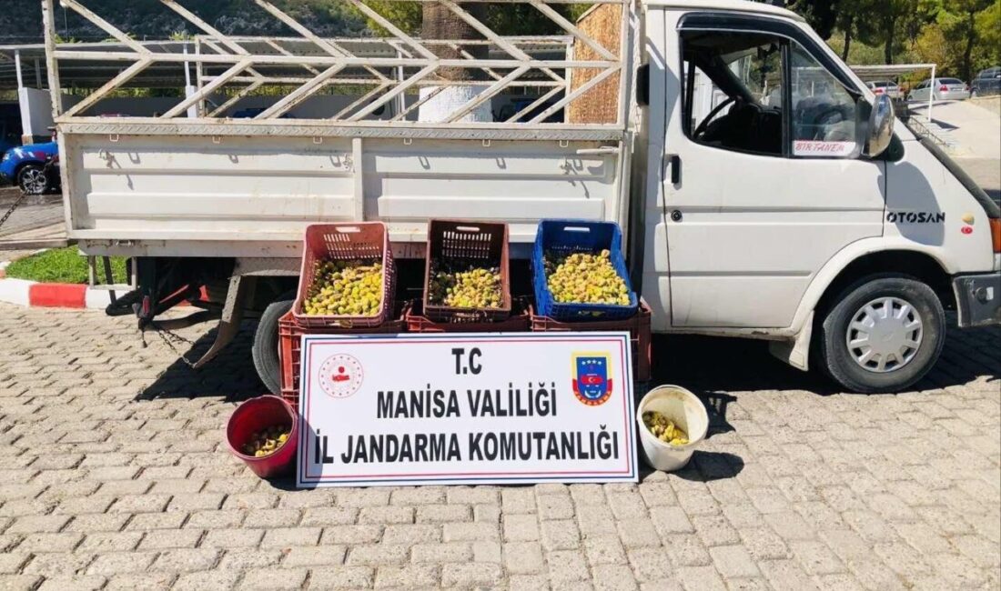Manisa’nın Kırkağaç ilçesinde bir vatandaşa ait meyve bahçesinden 135 kilogram