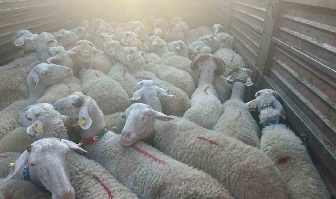 Kırklareli’nde kaçak yollarla 57 küçükbaş hayvan getirdiği belirlenen kişiye 105