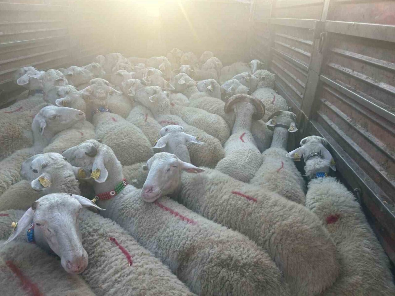 Kırklareli’nde kaçak yollarla 57 küçükbaş hayvan getirdiği belirlenen kişiye 105