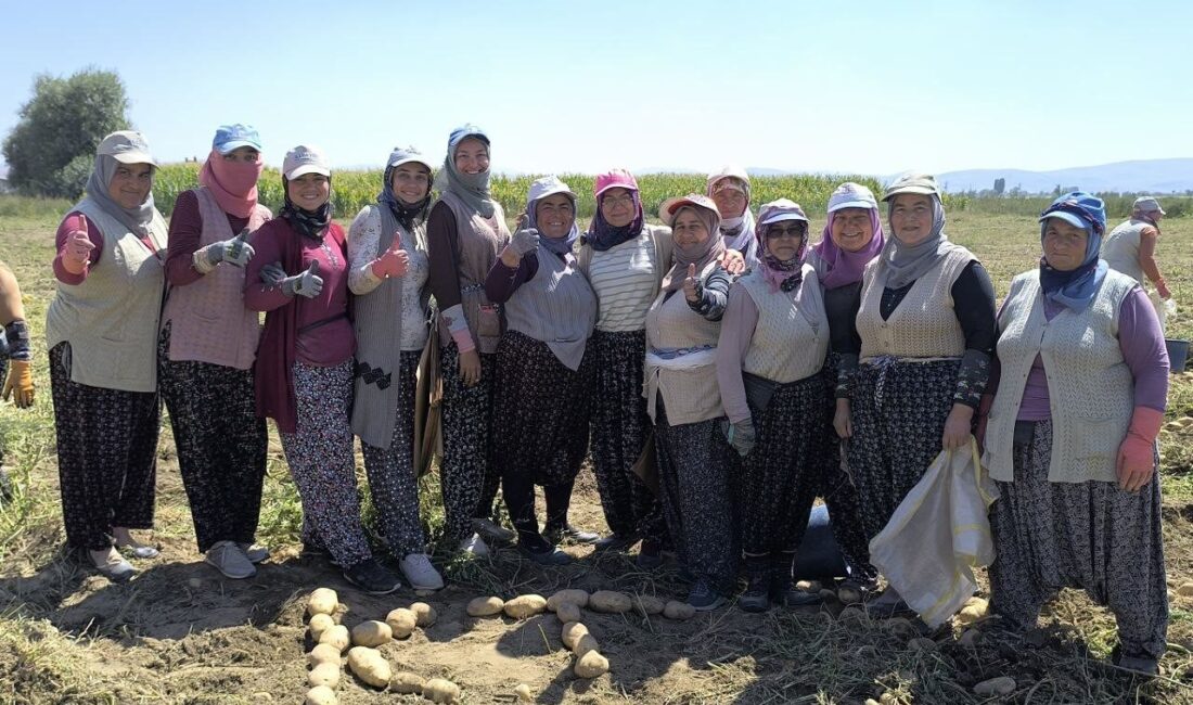 Türkiye’nin önemli patates üretim merkezlerinden birisi olan Afyonkarahisar Şuhut ilçesinde