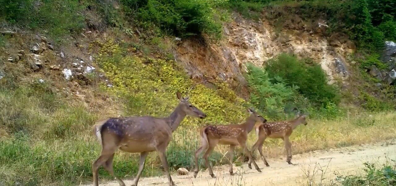 Bursa’nın zirvesi Uludağ’da fotokapana takılan kızıl geyik ailesinin doğa gezisi