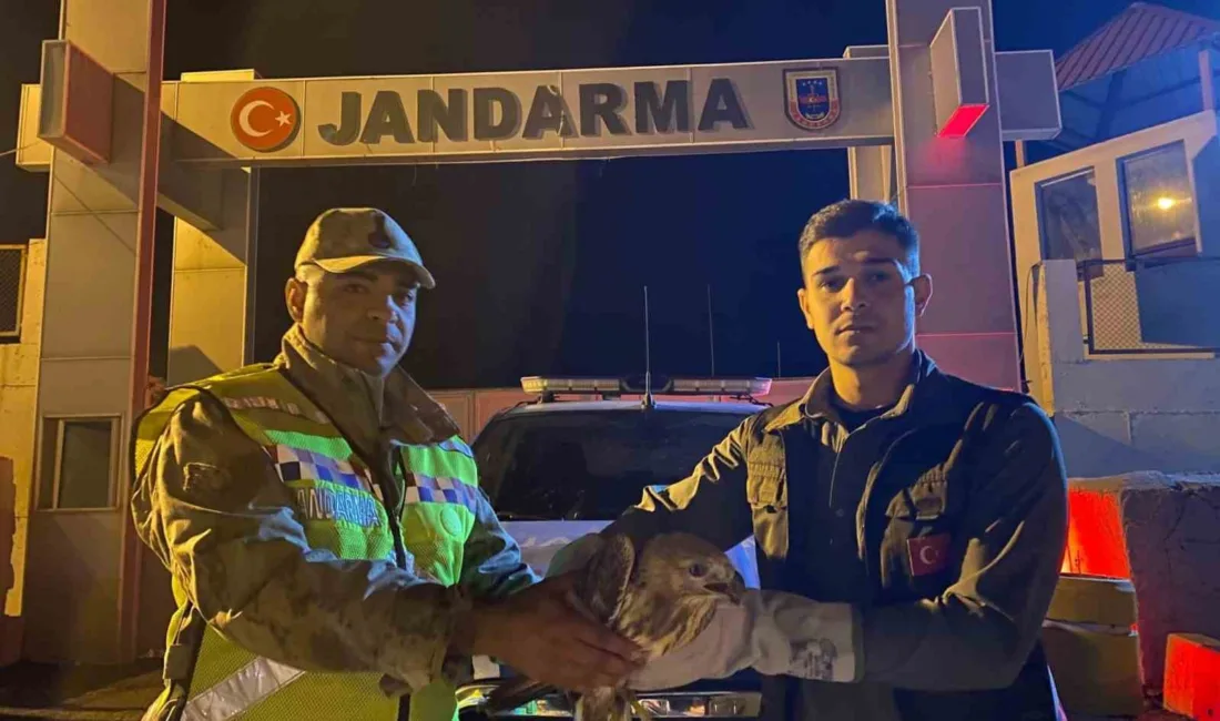 Van’ın Muradiye ilçesinde jandarma personeli tarafından bitkin halde bulunan kızıl