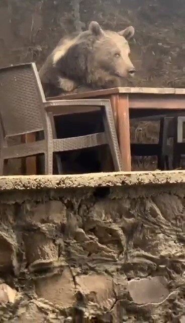 Ankara’nın Kızılcahamam ilçesinde bir lokantaya giren ayı masaya oturarak servis