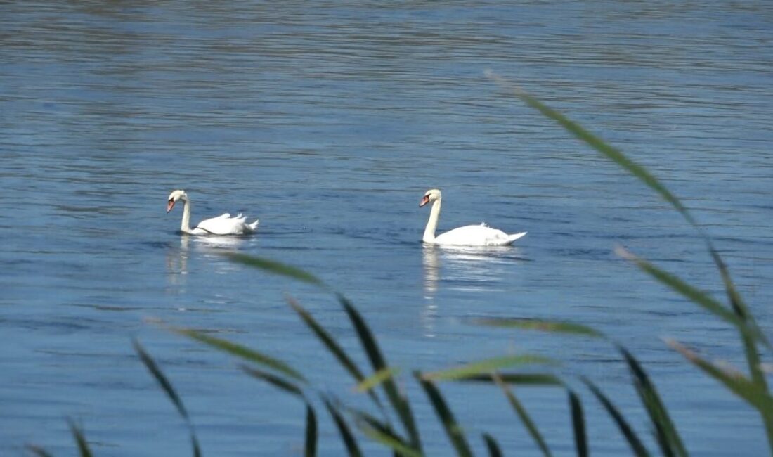 Samsun’un Bafra ilçesinde Kızılırmak Nehri üzerinde görülen kuğular görsel şölen