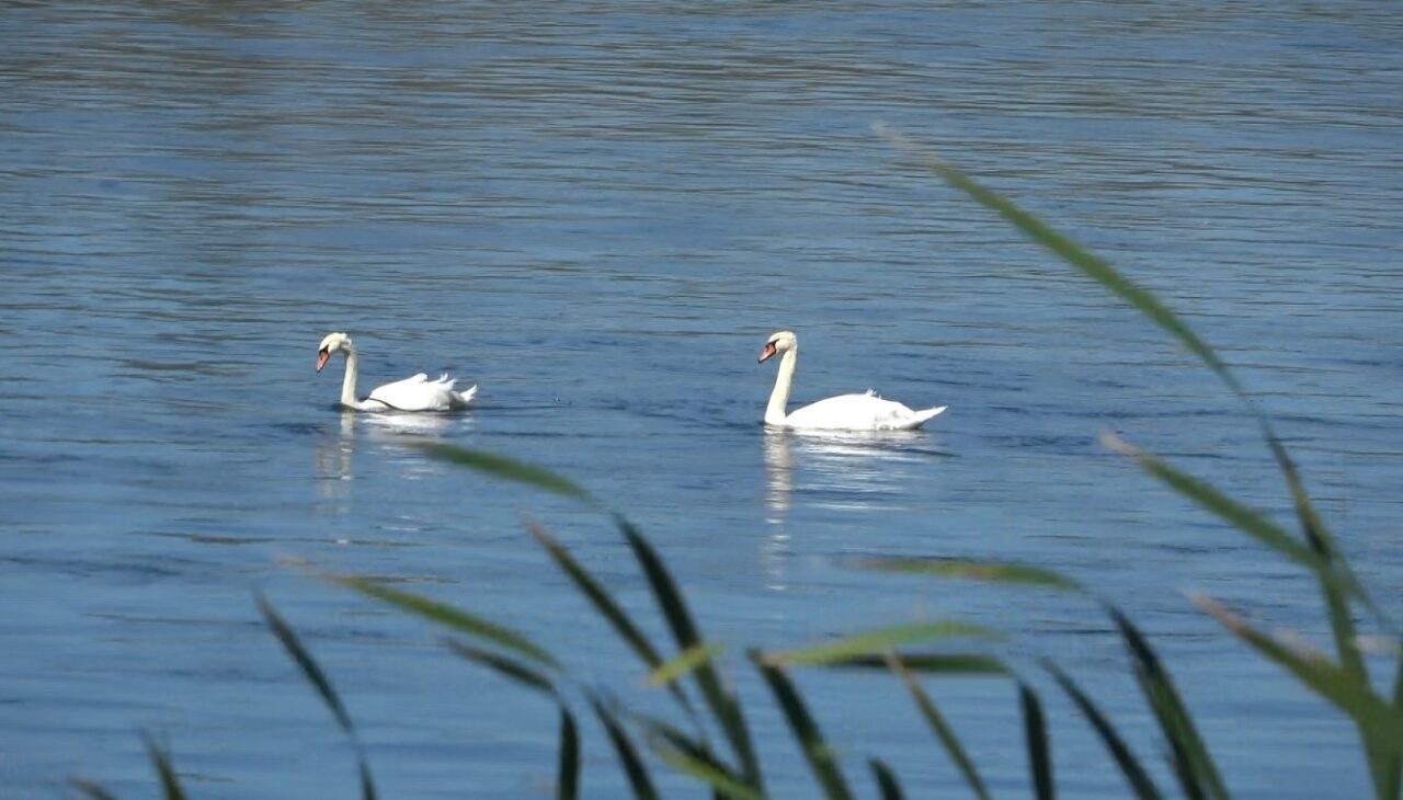 Samsun’un Bafra ilçesinde Kızılırmak Nehri üzerinde görülen kuğular görsel şölen