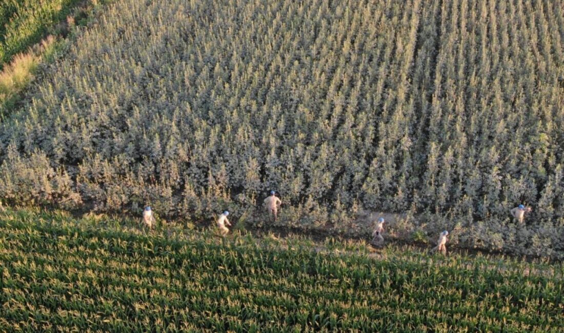 Aydın’ın Koçarlı ilçesinde 37 kök kenevir bitkisi ele geçirildi. Aydın