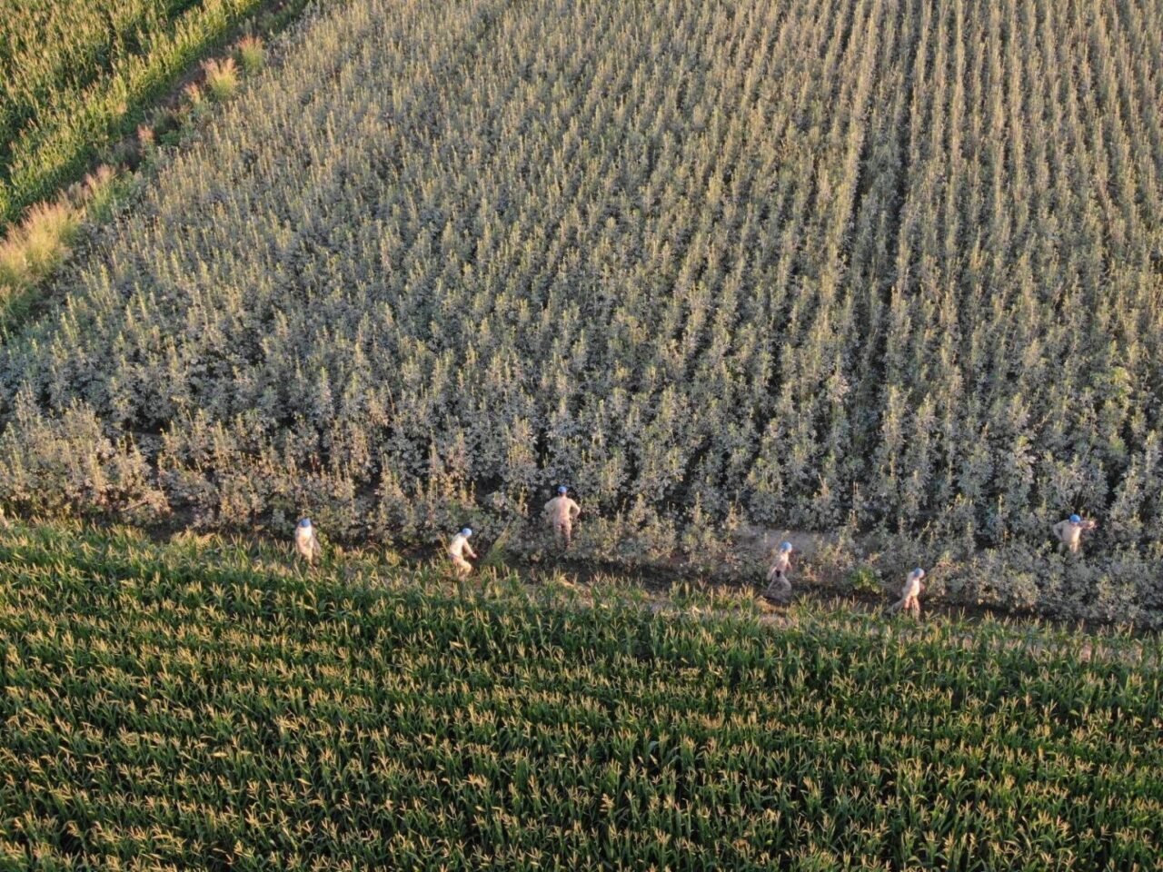 Aydın’ın Koçarlı ilçesinde 37 kök kenevir bitkisi ele geçirildi. Aydın
