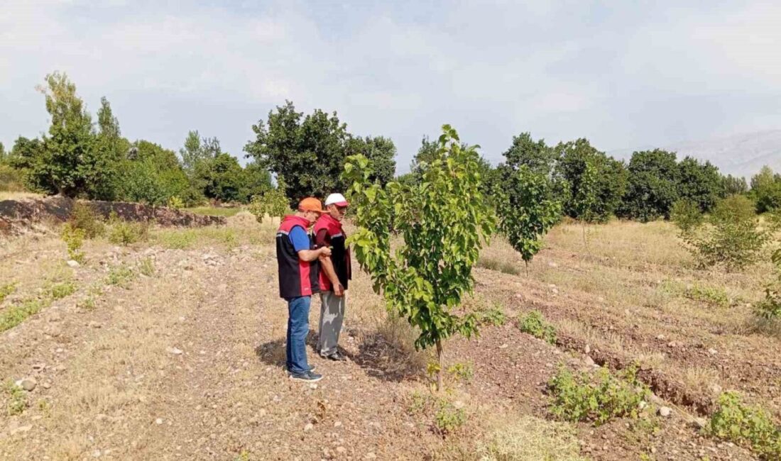 Erzincan İl Tarım ve Orman Müdürlüğü ekipleri, Konakbaşı köyünde dut