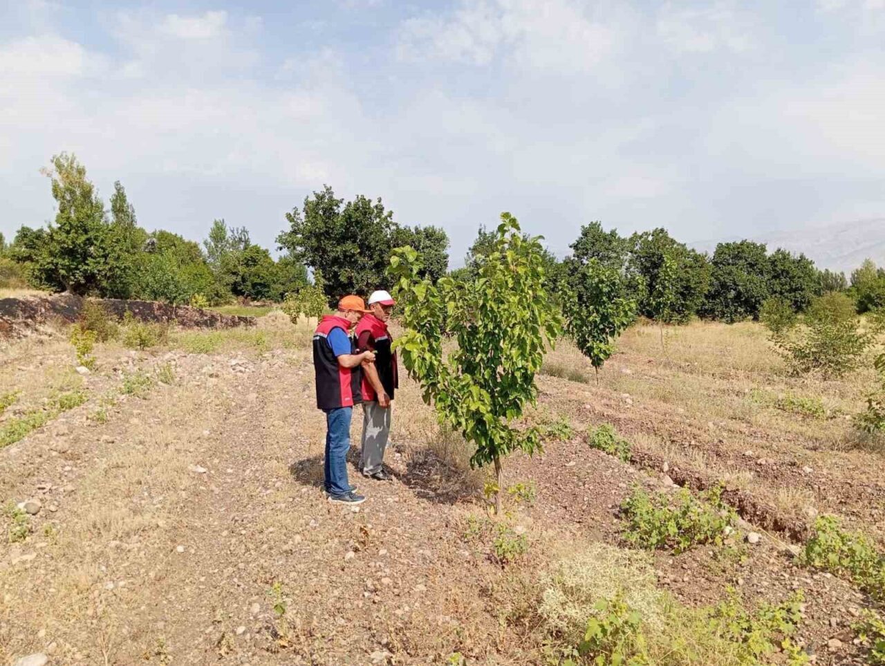 Erzincan İl Tarım ve Orman Müdürlüğü ekipleri, Konakbaşı köyünde dut
