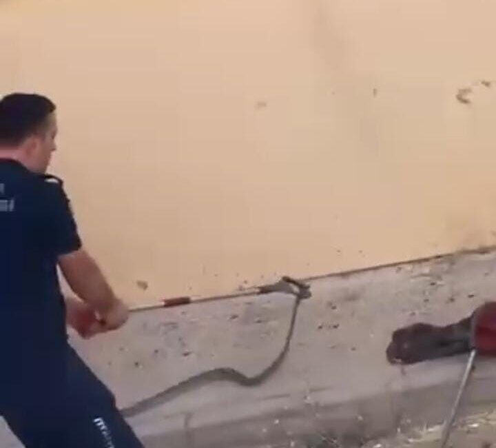 Bursa’nın İnegöl ilçesinde bir toplu konutun bahçesinde görülen yılan, kısa