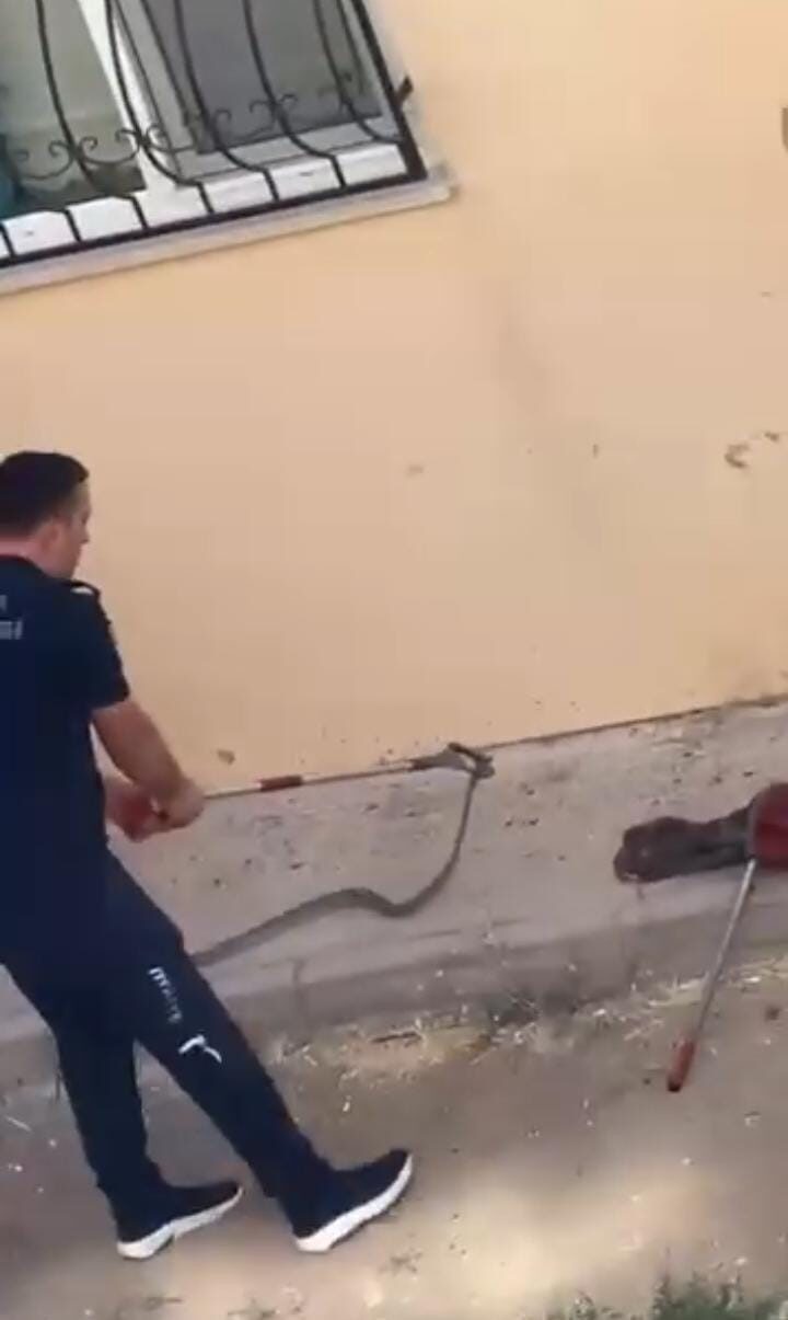 Bursa’nın İnegöl ilçesinde bir toplu konutun bahçesinde görülen yılan, kısa