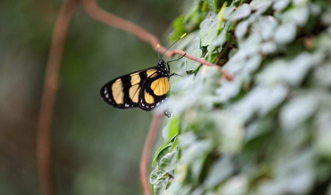 Konya’da en çok ziyaret edilen yerlerin başında gelen Tropikal Kelebek