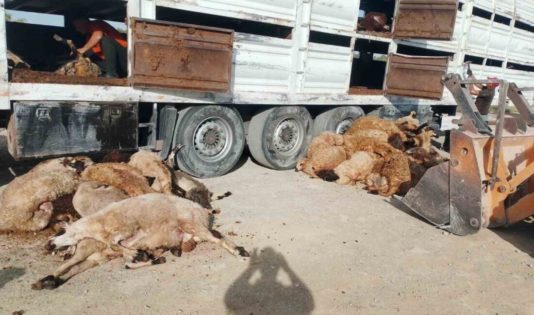 Konya’da Ankara-Niğde Otoyolu Kulu gişeleri çıkışında küçükbaş hayvan yüklü bir