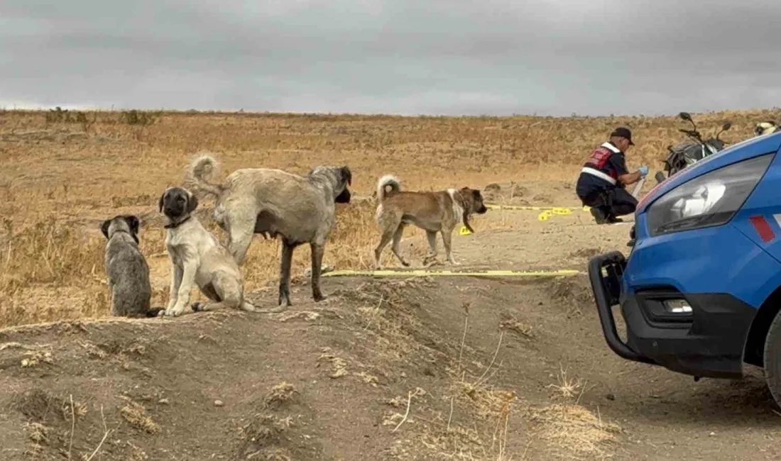 Edirne’nin Havsa ilçesinde arazi ve köpekler yüzünden çıktığı iddia edilenkavgada