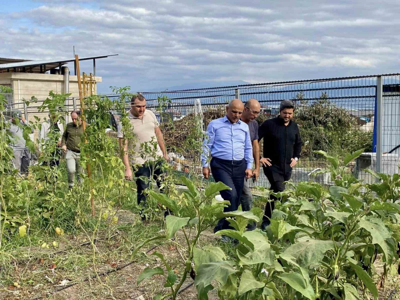 Kocaeli’nin Körfez ilçesinde yerli tohumların korunması ve organik tarımın teşvik
