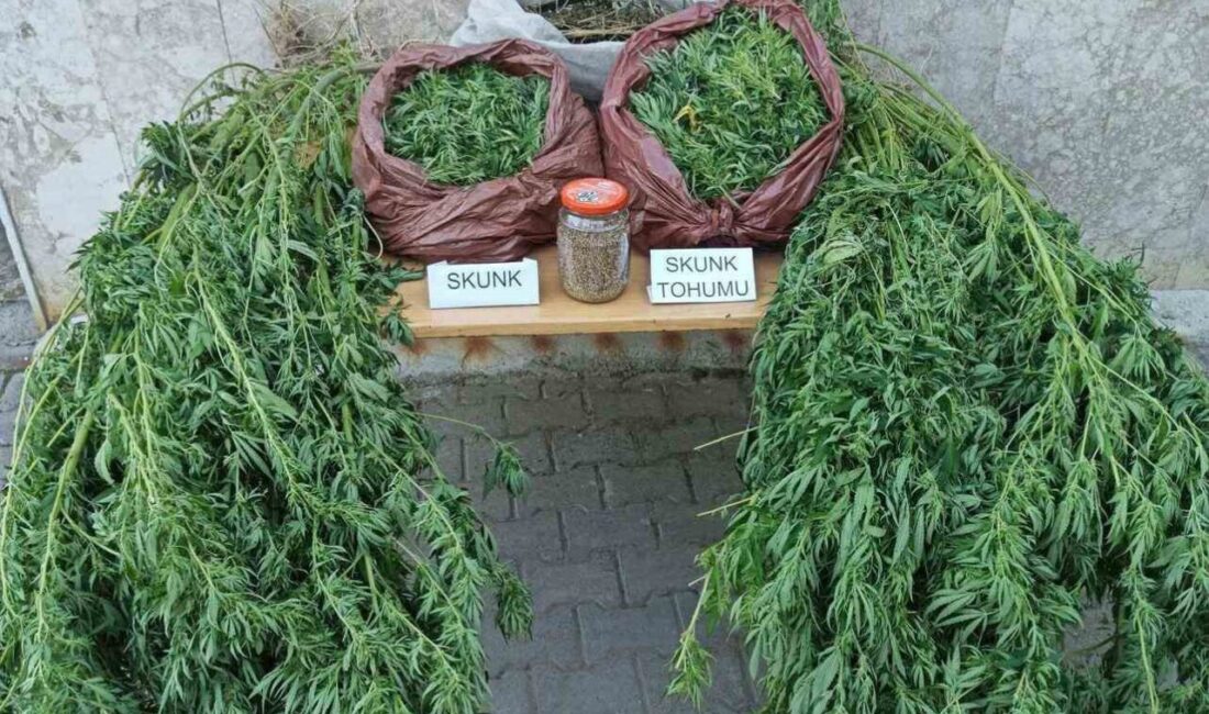 Antalya İl Jandarma Komutanlığı ekiplerinin Korkuteli’nde düzenlediği uyuşturucu operasyonunda 11,5