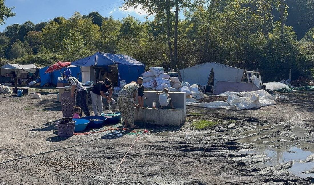 Alaplı’da fındık sezonu sadece üreticiyi değil, boş fındık toplayıcılarını da