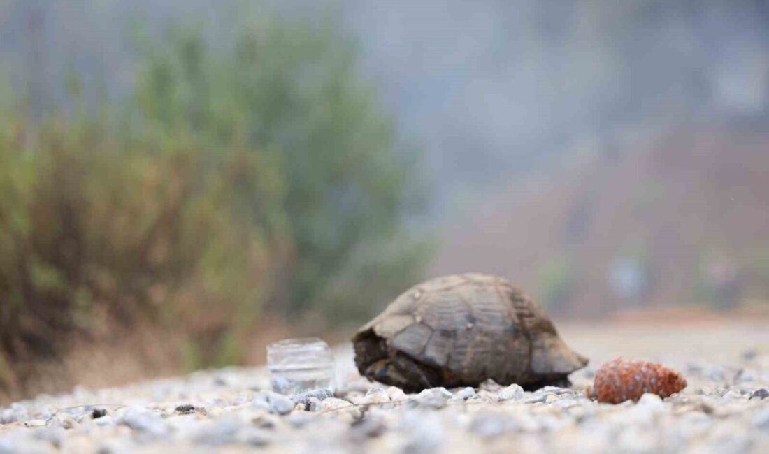 Muğla’nın Köyceğiz İlçesi’nde Perşembe’yi Cuma’ya bağlayan gece başlayıp 3 ün
