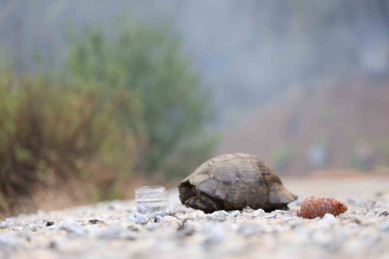 Muğla’nın Köyceğiz İlçesi’nde Perşembe’yi Cuma’ya bağlayan gece başlayıp 3 ün