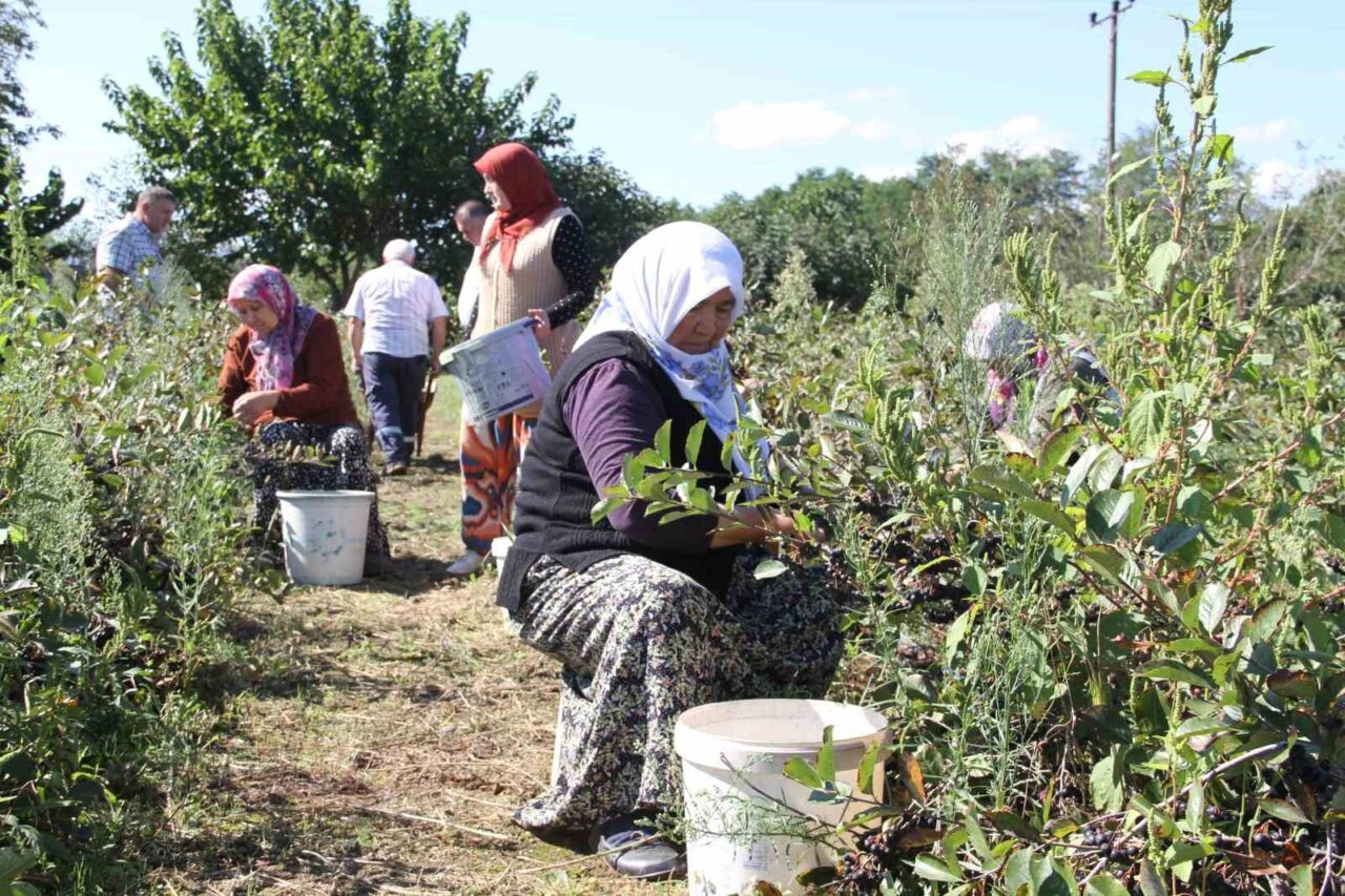 Samsun’un Çarşamba ilçesi Boyacalı Mahallesi’nde, fındık ve kiviye alternatif tarım