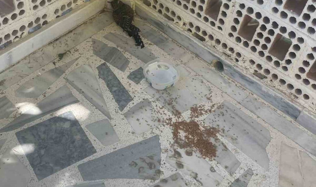 Konya’nın Kulu ilçesinde bir vatandaşın bulduğu yaralı ebabil kuşuna itfaiye